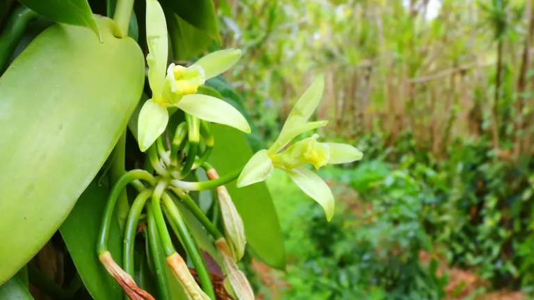 Vanilla harvest date declaration by MAAIF and Hon. Fred Bwino