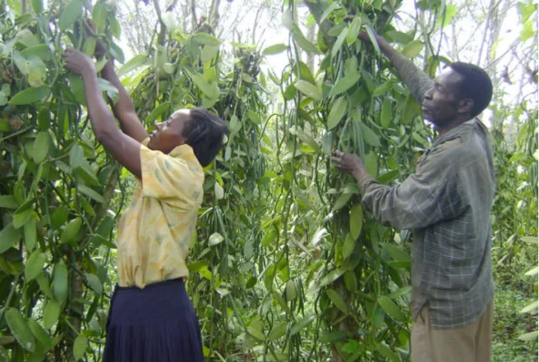 Best vanilla growers in Uganda awards