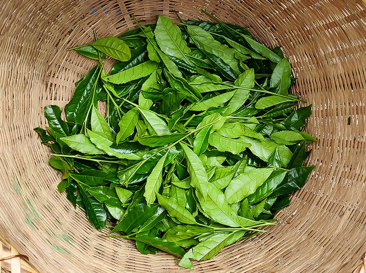 Uganda Tea farmers struggle with green tea leaves price drops