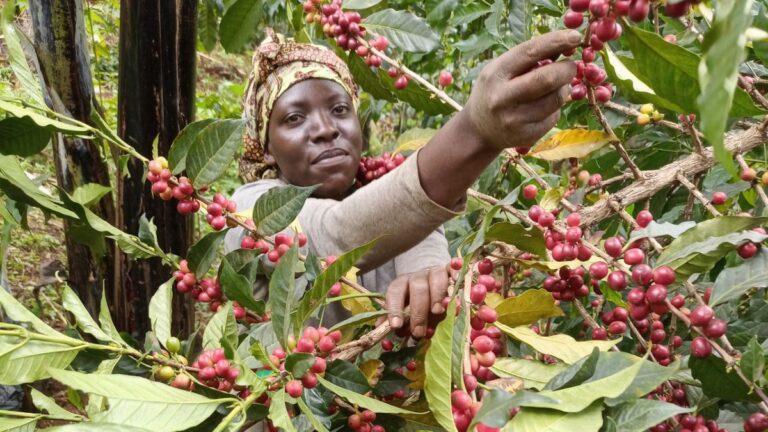 Ugandan farmers urged to embrace technology in farming